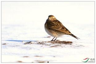 云雀鸟大叫视频,视频记录自然之美