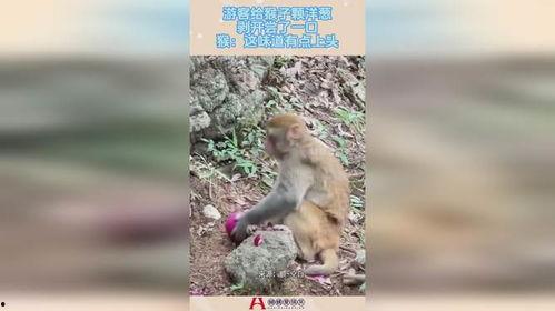 剥猴子视频,揭秘动物世界残酷一幕