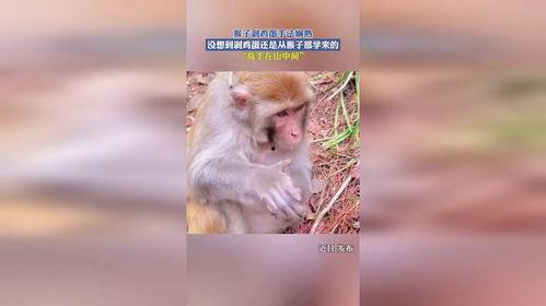 剥猴子视频,揭秘动物世界残酷一幕