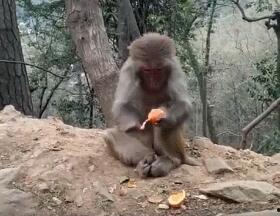 剥猴子视频,揭秘动物世界残酷一幕