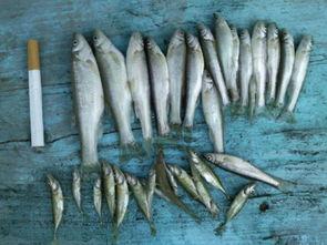 柳根鱼养殖技术视频,揭秘高效养殖秘诀