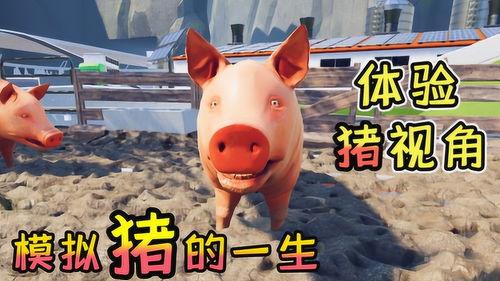 猪视频,趣味横生的动物世界