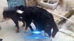 种狗交配视频