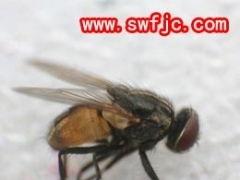 苍蝇养视频,从孵化到收获的实用教程
