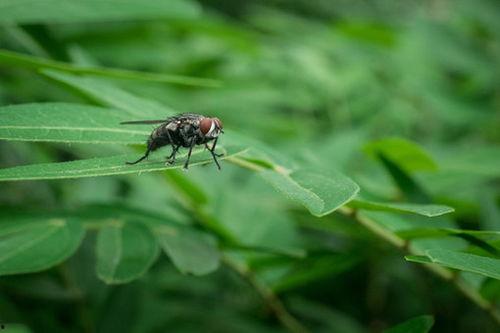 苍蝇养视频,从孵化到收获的实用教程