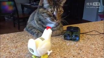 猫咪搞笑视频大全,猫咪搞笑视频大全集锦