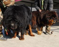 天津滨海獒园视频,探秘中国顶级猛犬世界