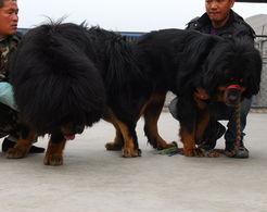 天津滨海獒园视频,探秘中国顶级猛犬世界