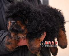 天津滨海獒园视频,探秘中国顶级猛犬世界