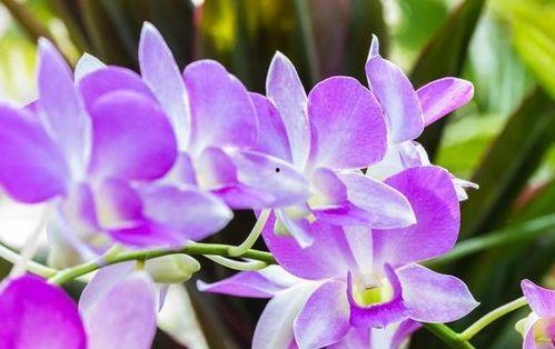 石斛兰的养殖方法视频,视频教程详解