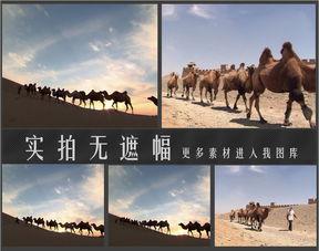 骆驼视频素材,跟随骆驼穿越神秘大漠