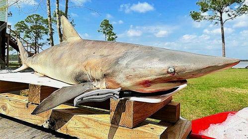 钓鲨鱼视频大全,钓鲨鱼视频大全精彩回顾