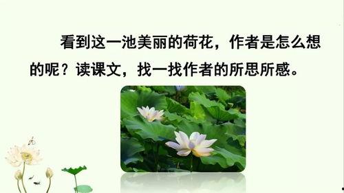荷花教学视频